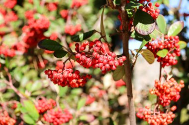 Sierra del Segura y Cazorla, İspanya 'da Juniperus Oxycedrus bitkisi