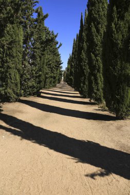 Merida, Extremadura, Spain- October 23, 2023: Corridor flanked by cypresses in the Mithraeum house in Merida clipart