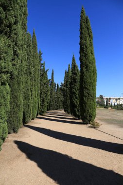 Merida, Extremadura, İspanya - 23 Ekim 2023: Merida 'daki Mithraeum evinde selvi ile çevrili koridor