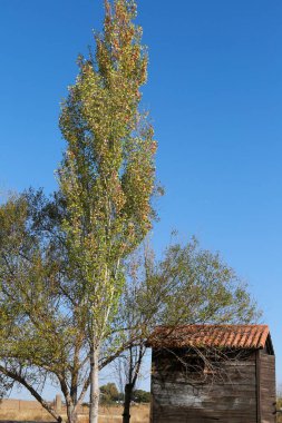 Malpartida de Caceres 'deki Poplar Grove, Extremadura, İspanya