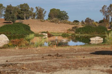 Caceres, Extremadura, İspanya 'daki güzel Leylek sulak arazisi