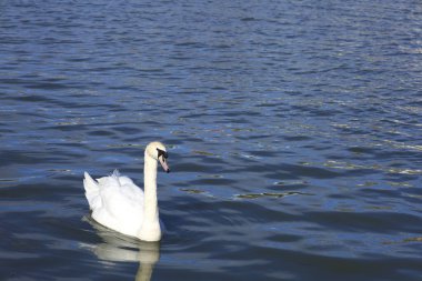 Bristol şehrindeki Avon Nehri 'nde yüzen güzel kuğu.
