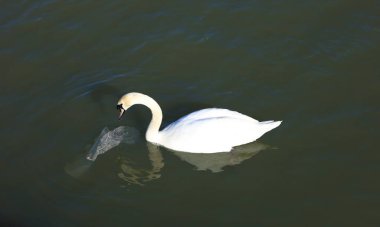 Bristol şehrindeki Avon Nehri 'nde yüzen güzel kuğu.