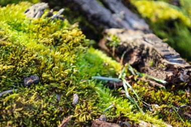 Ağaç kabuğunda renkli yosun ve liken dokusu