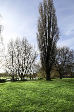 Salisbury 'deki güzel Kraliçe Elizabeth Bahçeleri