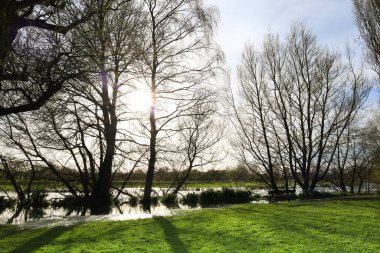 Salisbury 'deki güzel Kraliçe Elizabeth Bahçeleri