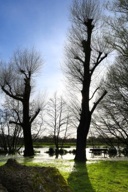 Salisbury 'deki güzel Kraliçe Elizabeth Bahçeleri