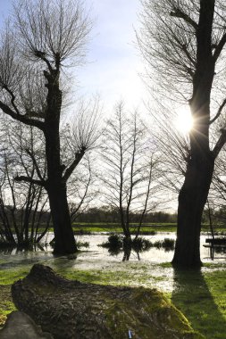 Salisbury 'deki güzel Kraliçe Elizabeth Bahçeleri