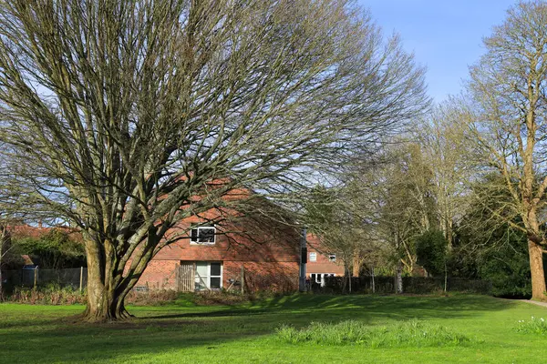 Güzel Carpinus Betulus ağacı İngiltere 'nin Salisbury şehrinde Kraliçe Elizabeth Gardens' da.