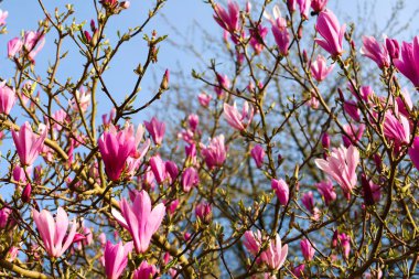 İngiltere 'de güneşin altında renkli Magnolia Liliiflora