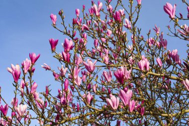 İngiltere 'de güneşin altında renkli Magnolia Liliiflora