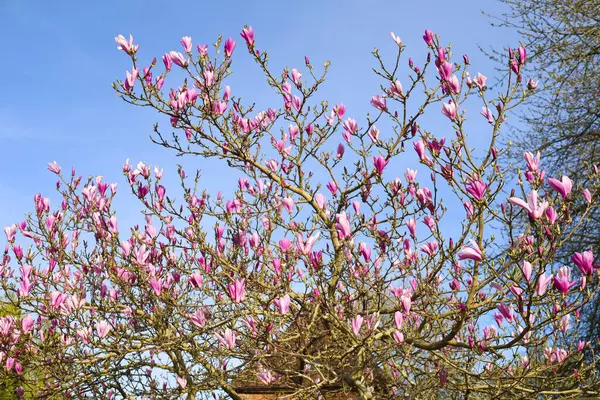 İngiltere 'de güneşin altında renkli Magnolia Liliiflora