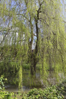 İngiltere 'nin Salisbury şehrindeki Avon Nehri' nin yanındaki güzel söğüt ağacı (Salix Babylonica)