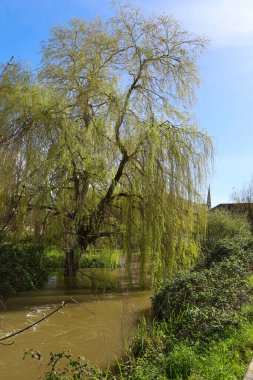 İngiltere 'nin Salisbury şehrindeki Avon Nehri' nin yanındaki güzel söğüt ağacı (Salix Babylonica)