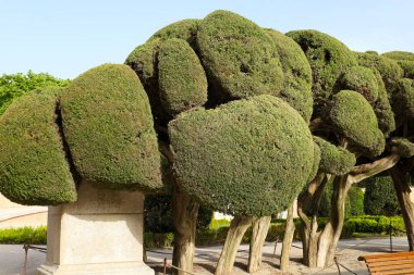 Madrid 'deki El Retiro Parkı' ndaki Topçu Cupressus Sempervirens ağaçları