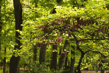 Madrid 'de renkli Aesculus Hippocastanum ağaçları olan El Retiro Park' ın güzel bahçeleri.
