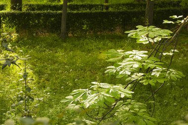 Madrid 'de renkli Aesculus Hippocastanum ağaçları olan El Retiro Park' ın güzel bahçeleri.