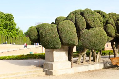 Madrid, İspanya - 8 Nisan 2024 Madrid 'deki El Retiro Parkı' ndaki Topiary Cupressus Sempervirens ağaçları