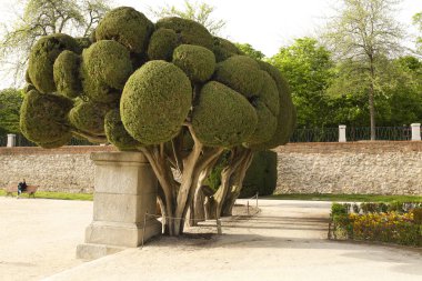 Madrid, İspanya - 8 Nisan 2024 Madrid 'deki El Retiro Parkı' ndaki Topiary Cupressus Sempervirens ağaçları