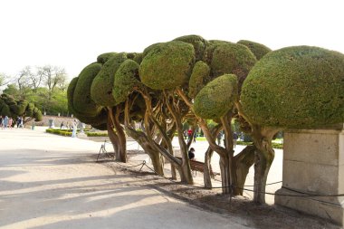 Madrid, İspanya - 8 Nisan 2024 Madrid 'deki El Retiro Parkı' ndaki Topiary Cupressus Sempervirens ağaçları