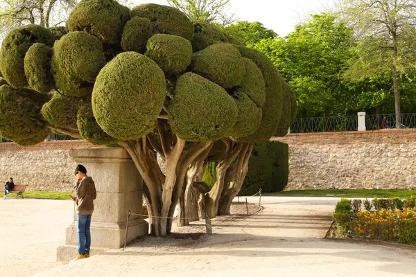 Madrid, İspanya - 8 Nisan 2024 Madrid 'deki El Retiro Parkı' ndaki Topiary Cupressus Sempervirens ağaçları