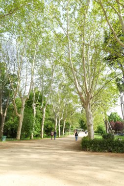 Madrid, İspanya - 8 Nisan 2024: güneşli bir bahar gününde El Retiro Park 'ın güzel bahçeleri