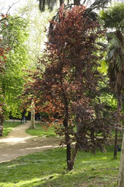 Madrid 'de renkli ağaçları olan El Retiro Park' ın güzel bahçeleri.