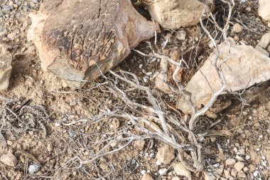 İspanya 'nın Alicante kentindeki dağlarda kayalarla çevrili Thymelaea Hirsuta bitkisini kurutun.