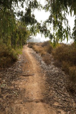 İspanya 'nın Alicante kentinde sabah çalılar ve okaliptüs ağaçları arasında yol