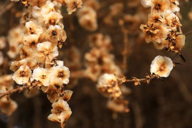 Dağdaki Salsola Çiçek dokusu