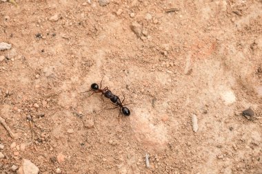 İspanya 'da yerde savaşan iki karınca