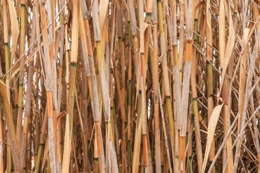 İspanya kırsalındaki sazlıkların dokusu ve arkaplanı