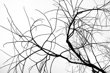 İspanya 'da beyaz gökyüzünün altında kuru dallar var.