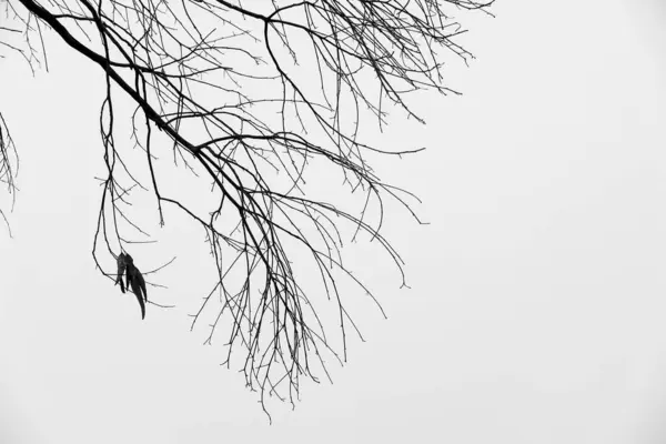 stock image Dry branches silhouette under white sky in Spain