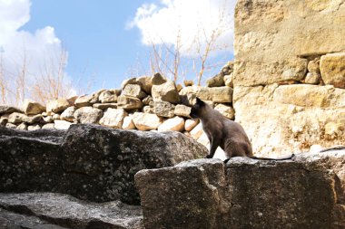 Siyam kedisi dağdaki taş evin girişinde.