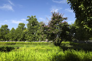 Madrid, Aranjuez kasabasındaki güzel Elizabeth II bahçeleri