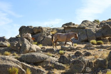 Wild horses in Sierra de la Paramera with beautiful rock formations in Avila province, Castilla y Leon, Spain clipart