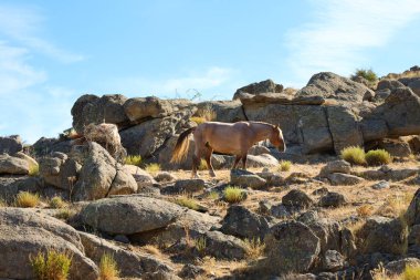 Wild horses in Sierra de la Paramera with beautiful rock formations in Avila province, Castilla y Leon, Spain clipart