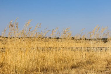 İspanya 'da buğday tarlaları güneşin altında