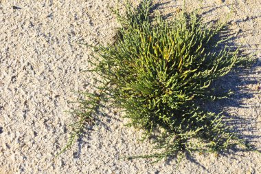 Sarcocornia Fruticosa plant in the wetlands of Santa Pola, Spain clipart