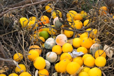 Kırsalda yerde çürük portakallar yatıyor.