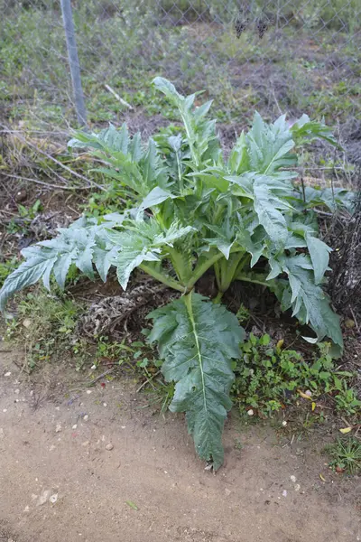 Cynara Cardunculus, İspanya kırsalındaki devedikeni bitkisi.
