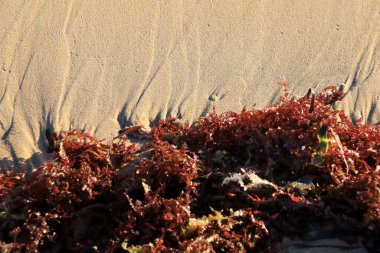 Algler, İspanya 'nın Alicante şehrinde Arenales del Sol plajında güneşin altında kıyıda kalır.
