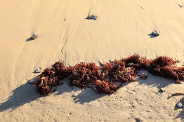 Algler, İspanya 'nın Alicante şehrinde Arenales del Sol plajında güneşin altında kıyıda kalır.