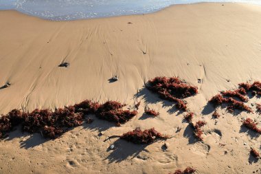 Algler, İspanya 'nın Alicante şehrinde Arenales del Sol plajında güneşin altında kıyıda kalır.
