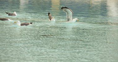 İspanya 'da bir çeşmenin üzerindeki martı.