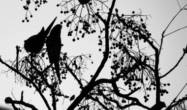 Couple of parrots resting on a branch. Monochrome picture clipart