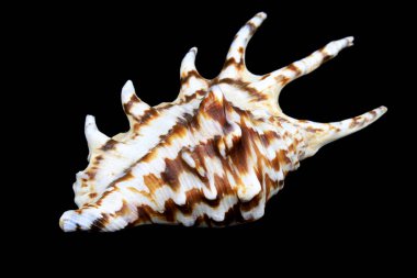 Siyah zemin üzerinde güzel kuzular truncata deniz kabuğu.