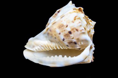 Güzel Cassis Cornuta siyah arka planda.