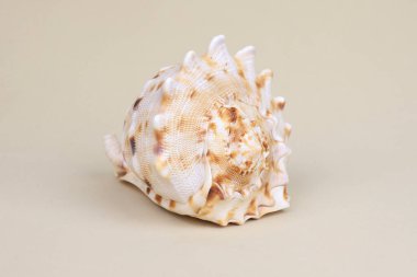 Güzel Cassis Cornuta bej arka planda deniz kabuğu.